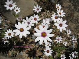 Image result for Dimorphotheca pluvialis