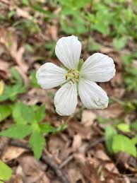Attēlu rezultāti vaicājumam “Geranium palustre fruit”