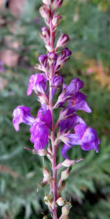 Image result for Linaria purpurea