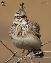 Attēlu rezultāti vaicājumam “Galerida cristata”