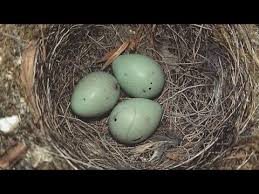 Attēlu rezultāti vaicājumam “Fringilla coelebs nest”
