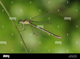 Attēlu rezultāti vaicājumam “Lestes dryas female”