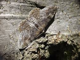 Image result for przyk adnica