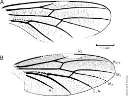 Attēlu rezultāti vaicājumam “Bibionidae”