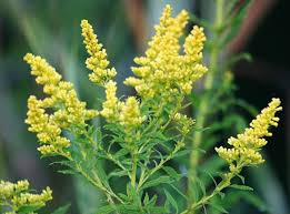 Attēlu rezultāti vaicājumam “Solidago canadensis flower”