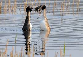 Attēlu rezultāti vaicājumam “Podiceps cristatus”