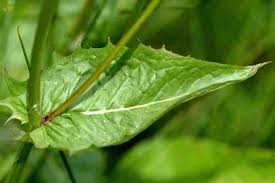 Attēlu rezultāti vaicājumam “Crepis paludosa leaf”
