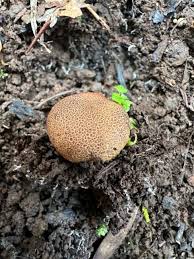 Attēlu rezultāti vaicājumam “Scleroderma citrinum”