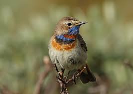 Attēlu rezultāti vaicājumam “Luscinia svecica”