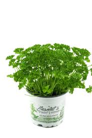 Image result for Petersilie