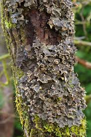 Attēlu rezultāti vaicājumam “Peltigera”