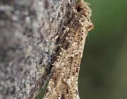 Attēlu rezultāti vaicājumam “Morophaga choragella”