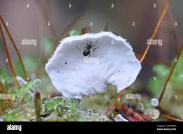 Attēlu rezultāti vaicājumam “Arrhenia retiruga”