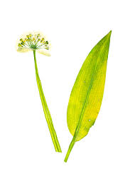 Attēlu rezultāti vaicājumam “Allium ursinum fruit”