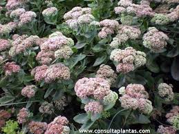 Attēlu rezultāti vaicājumam “Hylotelephium maximum flower”