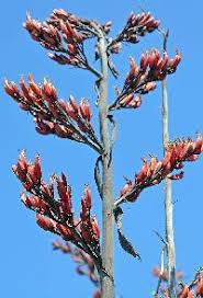 Attēlu rezultāti vaicājumam “Xanthorrhoeaceae”