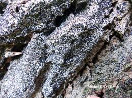 Attēlu rezultāti vaicājumam “Opegrapha atra”