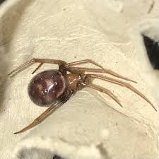 Attēlu rezultāti vaicājumam “Steatoda grossa female”