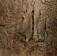 Attēlu rezultāti vaicājumam “Scolytus ratzeburgi”