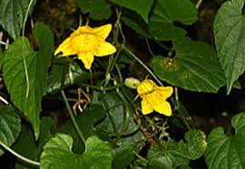 Attēlu rezultāti vaicājumam “Thladiantha dubia flower”