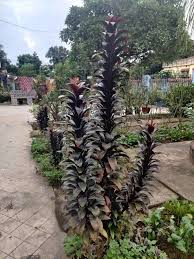 Attēlu rezultāti vaicājumam “Conardia compacta”