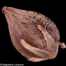 Attēlu rezultāti vaicājumam “Fagopyrum esculentum fruit”