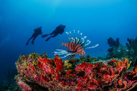 Image result for Three Seas Diving