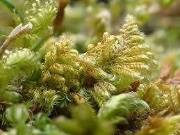 Attēlu rezultāti vaicājumam “Ctenidium molluscum”