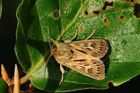 Attēlu rezultāti vaicājumam “Cerapteryx graminis”