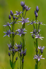 Attēlu rezultāti vaicājumam “Swertia perennis flower”