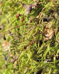 Attēlu rezultāti vaicājumam “Sciuro-hypnum”