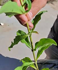 Attēlu rezultāti vaicājumam “Saponaria officinalis leaf”