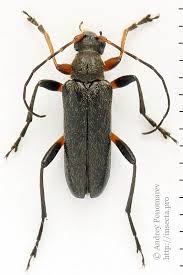 Attēlu rezultāti vaicājumam “Cortodera femorata”