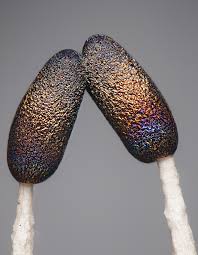 Attēlu rezultāti vaicājumam “Stemonitis foliicola plasmodium”