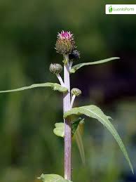 Attēlu rezultāti vaicājumam “Cirsium heterophyllum flower”