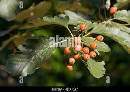 Attēlu rezultāti vaicājumam “Sorbus intermedia fruit”