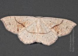 Attēlu rezultāti vaicājumam “Cyclophora punctaria”
