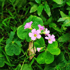 Attēlu rezultāti vaicājumam “Oxalidaceae”