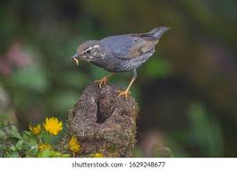 Image result for Zoothera sibirica