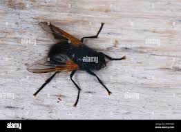 Attēlu rezultāti vaicājumam “Mesembrina meridiana”