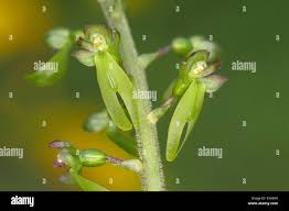 Attēlu rezultāti vaicājumam “Listera ovata fruit”