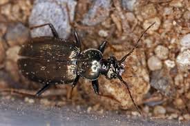 Attēlu rezultāti vaicājumam “Loricera pilicornis”