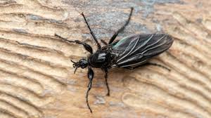 Attēlu rezultāti vaicājumam “Bibionidae”