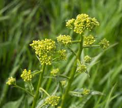 Attēlu rezultāti vaicājumam “Bunias orientalis”
