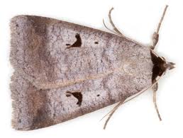 Attēlu rezultāti vaicājumam “Lygephila viciae”