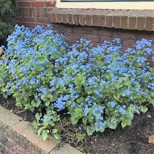 Image result for Brunnera `Jack Frost`