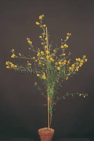 Attēlu rezultāti vaicājumam “Medicago sativa subsp. falcata”