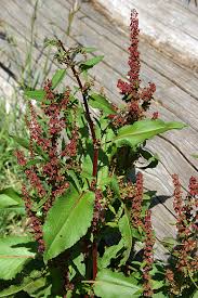 Attēlu rezultāti vaicājumam “Rumex obtusifolius flower”