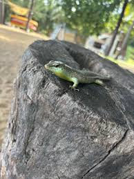 Risultati immagini per dasia smaragdina