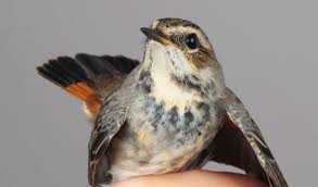 Attēlu rezultāti vaicājumam “Luscinia svecica adult”